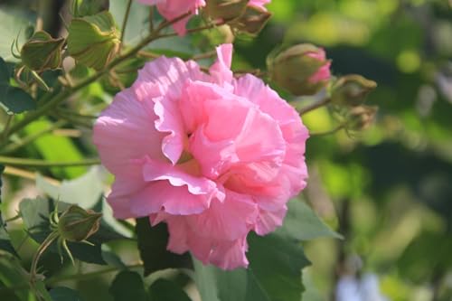 Image of Kamal /Land Lotus /Sthal Padma Double Petal Cotton Rose Flower Live Plant with Pot | Ornamental Flowering Plant for Home Garden, Balcony, Terrace & Outdoor Decoration