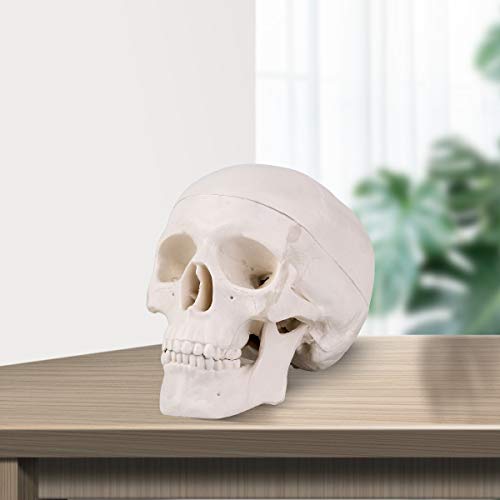Image of LYOU Mini Skull Model, Human Skull Model for Learning, Anatomy Skull Model (Mini Skull)