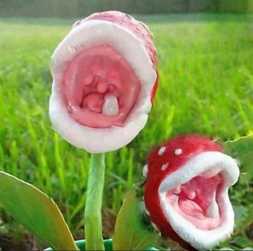 CHUXAY GARDEN Enchantress Carnivorous Plant Seed 30 Seeds Rare Exotic Plants Exotic Charm Adding a Decorative Appeal