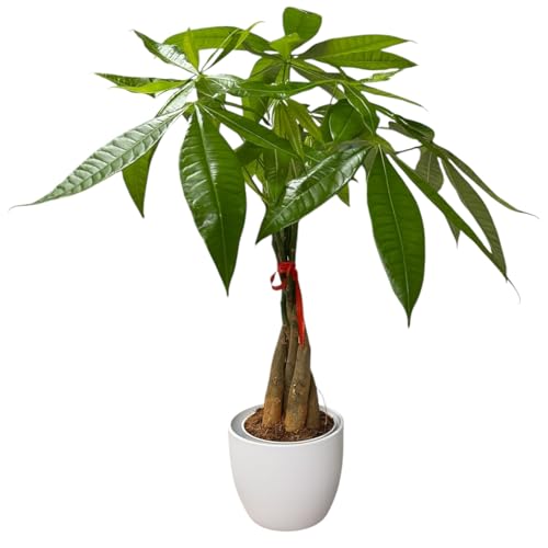 Image of Money Tree Live Plant | 14-22 Inches Tall Bonsai | Easy to Grow Indoor Houseplant | Home, Office, or Room Decor | Birthday, Housewarming Gift (White)