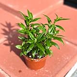 Lipstick Fire Live Plant | Aeschynanthus Radicans Tropical Trailing | House Plants Cuttings | Houseplants Indoor Outdoor Garden | Blooming (Heat Pack Included)