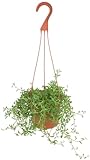 Shop Succulents String of Dolphins Hanging Succulent, Senecio Peregrinus, Fully Rooted Live 6' Succulent Plant with Hanger, Low Maintenance Indoor Plant, Trailing Succulents, Gift & Garden