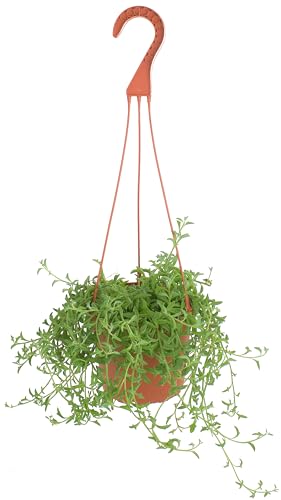 Shop Succulents String of Dolphins Hanging Succulent Senecio Peregrinus Fully Rooted Live 6 Succulent Plant with Hanger Low Maintenance Indoor Plant Trailing Succulents Gift & Garden