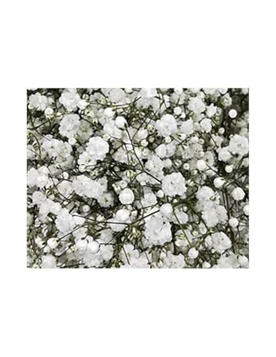 JARDIN202 - Paniculata | Flor Natural | Ramo de 25 tallos | Blanco | 80cm de alto