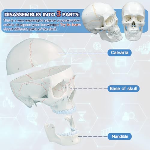 Image of Numbered Human Skull Model,White Human Anatomy Exploded Skull,3 Parts and 55pcs Labeled Numbered for Student Study,Teaching Demonstration and Medical Education Display