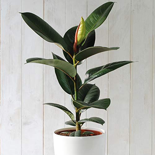 Thompson & Morgan - Planta de goma india, fácil de cultivar, para el hogar, la oficina y el conservatorio, 2 unidades de Ficus Eleastica Robusta en maceta de 12 cm