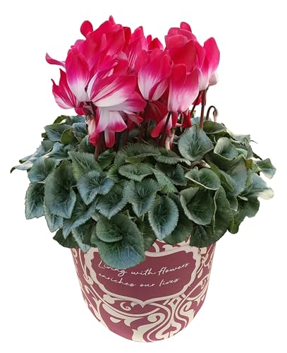 Ԃ̃Mtg VN Mtg v[g  A  a 5 v}[W bh