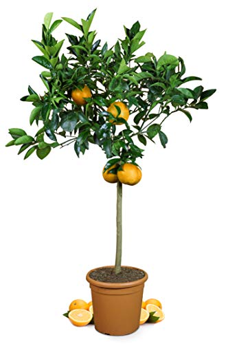 My Orangerie Orange Tree Grande – Genuine Orange – Citrus Plant – 110-140 cm – Citrus Sinensis – Orange Tree – Refined Apple Sine Tree in Gardener Quality