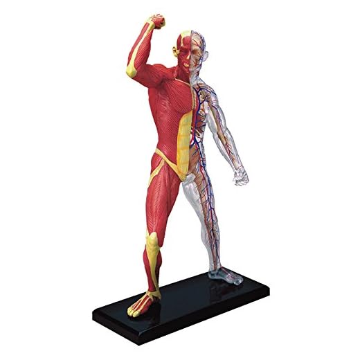 Famemaster 4D-Vision Human Muscle And Skeleton Anatomy Model