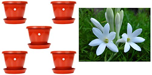Image of Kraft Seeds 8-inch Garden Balcony Flowering Planter with Bottom Plate /Tray (Red /Terracotta, Pack of & Rajnighandha /Tube Rose Flower Bulbs (Pack of 10) Combo