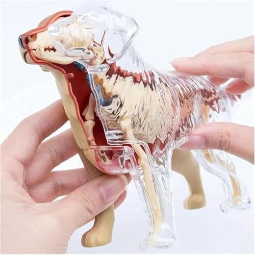 Modèle de squelette canin 4D détachable pour clinique et enseignement - 7