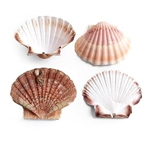 ROSEMARIE SCHULZ Heidelberg Jakobsschelpen schelpen echte natuurlijke schelpen plat en gebogen ca. 10 cm - perfect voor doe-het-zelf decoraties (sint-jakobsschelp, 4 stuks)