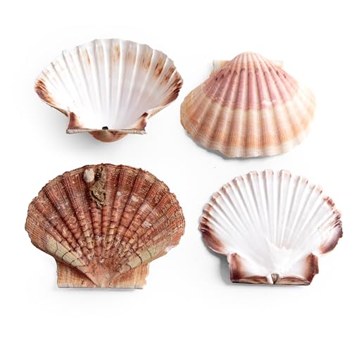 ROSEMARIE SCHULZ Heidelberg Coquillages Saint-Jacques véritables coquillages naturels plats et bombés d'environ 10 cm – Parfait pour les décorations DIY (coquillages Saint-Jacques, 4 pièces)