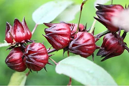 Vaacnee 30 Rosella Seeds(Hibiscus Sabdariffa) Edible Rosella Fruit Perennial Fast Grow #TOP1