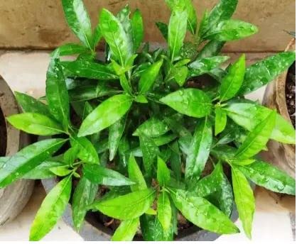 nature Sukh Shanti beautiful Lucky Live Plant for home and garden (SUKH SHANTI 2, 1) (B0B5DCQDVZ) Amazon Price History, Amazon Price Tracker