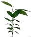 Ylang Ylang