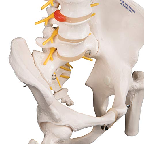 Image of 3B Scientific A58 /6 Deluxe Flexible Spine Model with Femur Heads, 32.7 inch Height