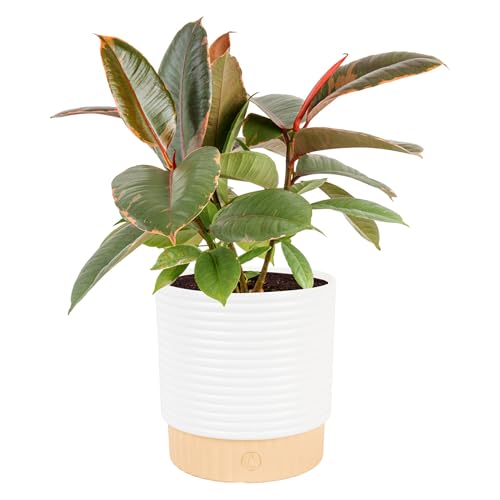 Image of Costa Farms Ficus Live Plant in Decorative Pot, Indoor Houseplant, Assorted Variety, Home, Room, or Office Decor, Great House Warming or Birthday Gift, 12-18 Inches Tall