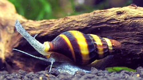 10 Live Freshwater Assassin Snails (Clea Helena) 0.5" - 1")
