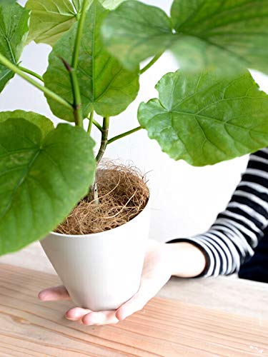 ④観葉植物 ウンベラータ 132cm