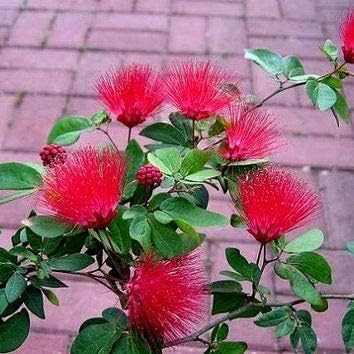 SFLYERS Calliandra Red Dwarf Powderpuff Plant | Low-Maintenance Ornamental Shrub with Vibrant Flowers (flower coming 2-3 month) ox-2-image-16