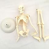 YZ-YUAN Assemblée Modèle Éducatif Crâne Rhodesian Ancien Crâne Humain Modèle Humain Halloween Squelette Film Prop Décoration Modèle D'enseignement Historique Modèle D'os Anatomique pour L'école, Édu