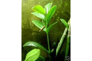 New Fresh 10 Pcs Green MANGROVES Plant Seeds