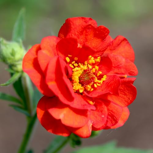 Welldales 30 Mrs Bradshaw Cottage Garden Seeds UK Native Scarlet Geum Perennial Wildflower