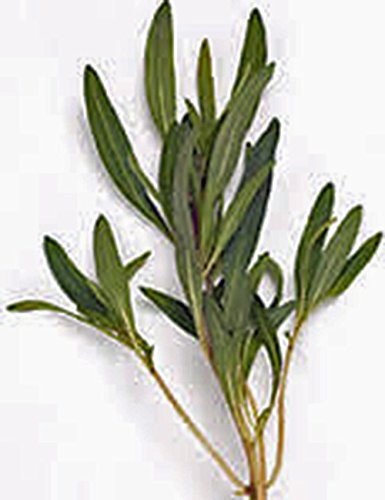 Savory, Summer, Heirloom, 25+ Seeds, Non Gmo, Herb Similar To Marjarom #TOP2