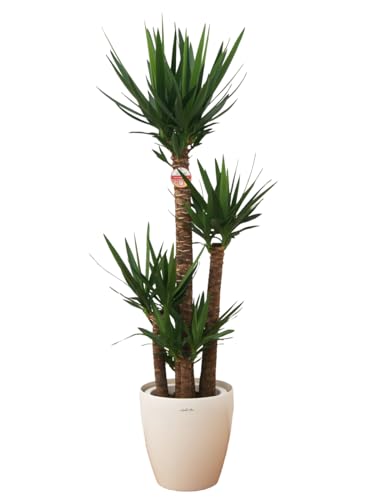 ϗtA bJ10 (Jo[t X^[|bg)Y_ N̖ t CeA A JXj zj Mtg ̓ ̓ hV̓ v[g 蕨  Ε  Əj w wj ItBX _