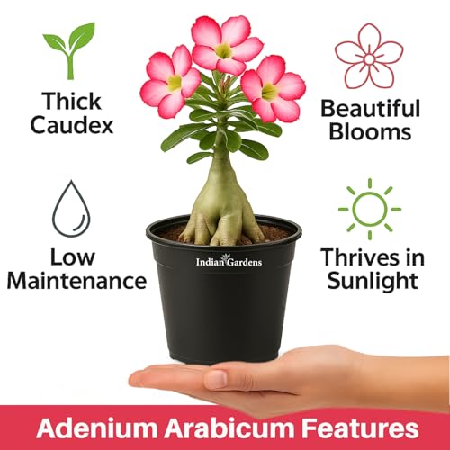 Image of Indian Gardens - Adenium Arabicum Live Plant in Black Pot | Desert Rose Bonsai | Low Maintenance Ornamental Plant for Home & Garden (Arabicum, 4 ' (Min : 2))