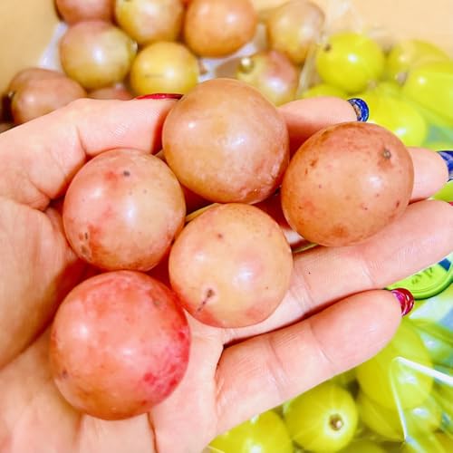 ぶどう2026年クイーンニーナ宝石箱18粒 大粒厳選秀品 ギフト 贈答用 贈り物 岡山 果物 フルーツ 化粧箱 贈答用ゴールド