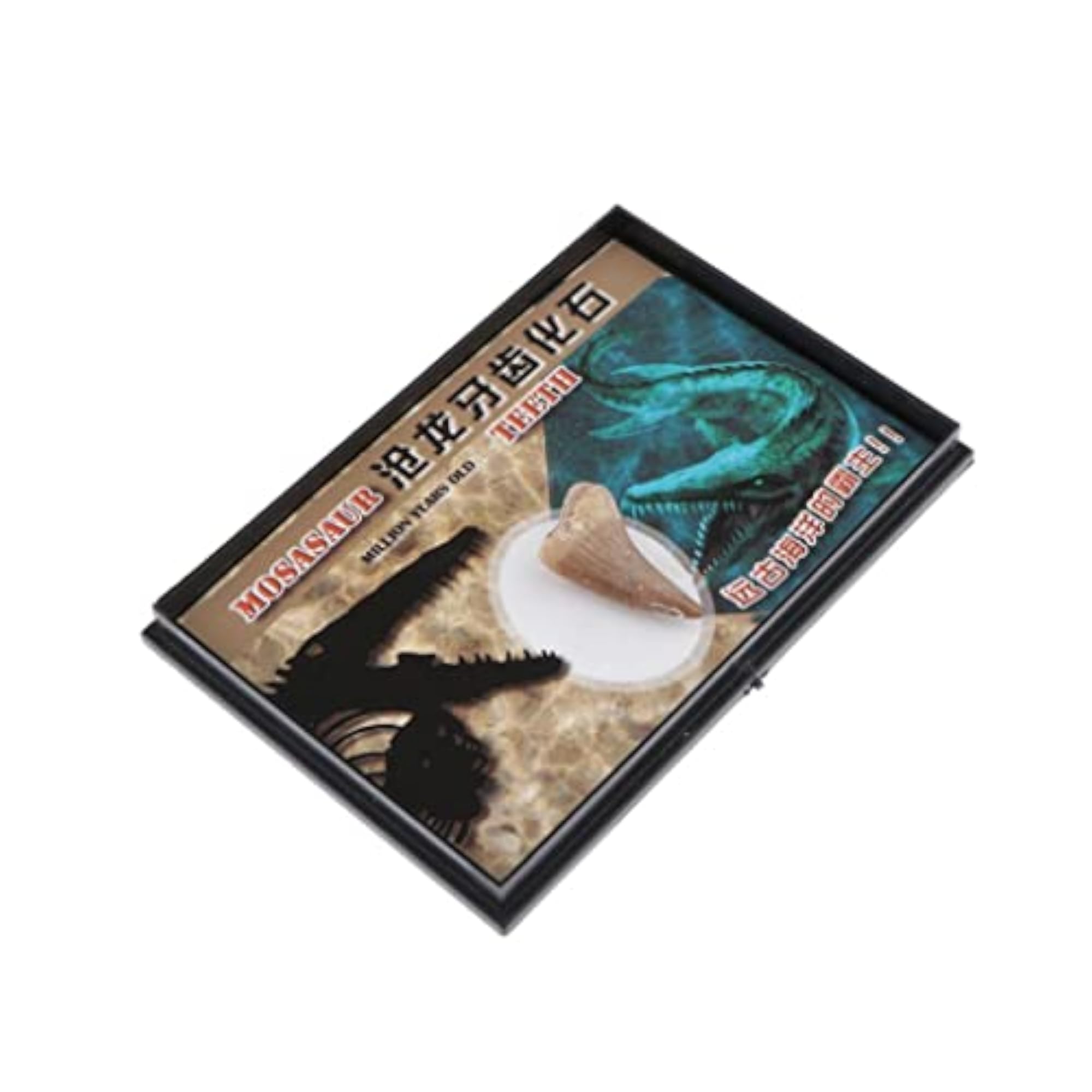 Mosasaur Tooth Fossils Educational Tool Toy for Kids