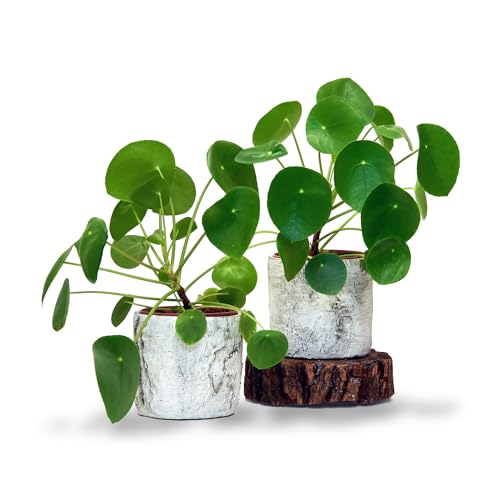 Image of CHINESE MONEY PLANT HYBRID ORGANIC INDOOR AND OUTDOOR PODA 1 HEALTHY LIVE GARDEN TREE