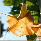 Suitable for all type of soil Black Seeds, Brugmansia Angel Trumpets, Bonsai Tree Flower Seeds 100 Particles/Lot: Only Seeds