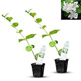 Arabian Jasmine (Jasminum Sambac) - Live, Fragrant, Blooming, Indoor/Outdoor Decorative Plant (2 Arab jas Cups)