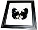 RARE FRAMED REAL BEAUTIFUL MAGPIC CROW BUTTERFLY DISPLAY INSECT TAXIDERMY 5"X5"X1"