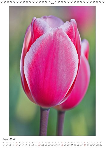 Blumengarten (Wandkalender 2017 DIN A3 hoch): Fotografien von wunderschönen Blumen und Blüten. (Monatskalender, 14 Seiten) (CALVENDO Natur) [Apr 09, ... Angela und DESIGN Photo + PhotoArt, AD