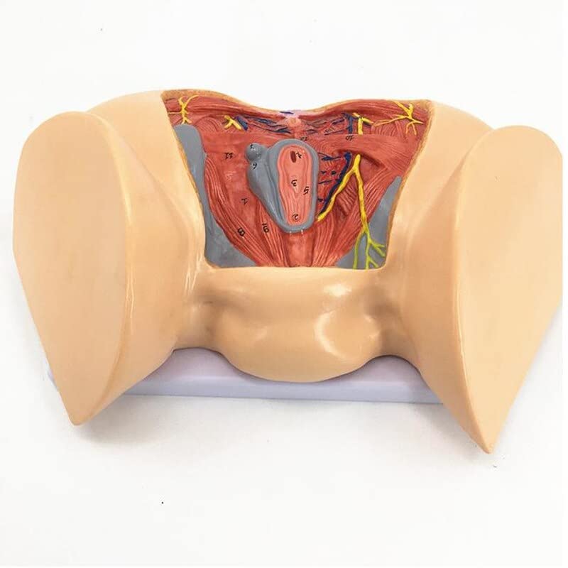 Amazon.co.jp: 人体模型 解剖モデル 女性会陰モデル生殖器系肛門