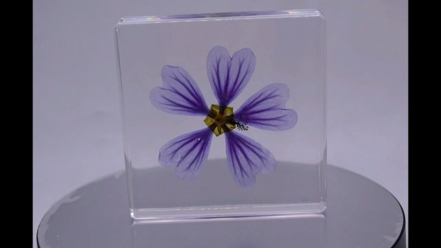 Image of 2.9 inch Real Purple Common Mallow Malva Sylvestris Flower in Crystal Clear Lucite Resin Paperweight Specimen Botanist Herb Herbarium Crafts Collection for Botany Science Education & Desk Ornament Display