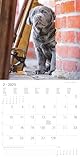 Alpha Edition - Welpen 2025 Broschürenkalender, 30x30cm, Wandkalender mit Platz für Notizen und Termine, schöne Motive von süßen Welpen, Monatsübersicht und Ferientermine DE/AT/CH