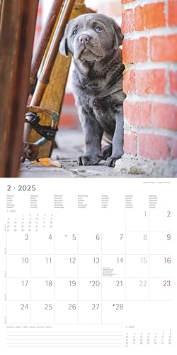 Alpha Edition - Welpen 2025 Broschürenkalender, 30x30cm, Wandkalender mit Platz für Notizen und Termine, schöne Motive von süßen Welpen, Monatsübersicht und Ferientermine DE/AT/CH