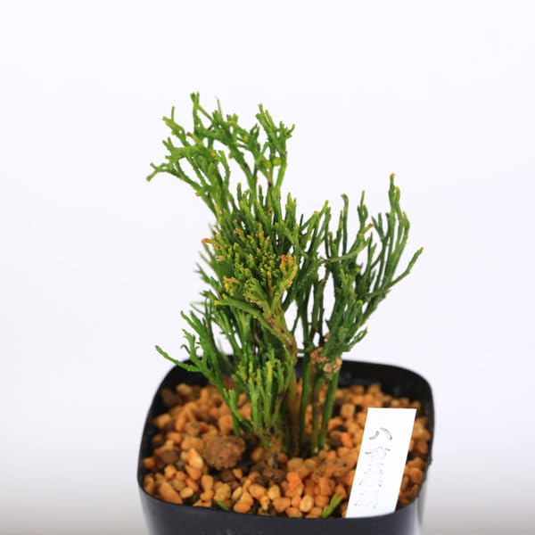 Amazon｜古典園芸植物：松葉蘭（マツバラン）「八重麒麟」*まつばらん