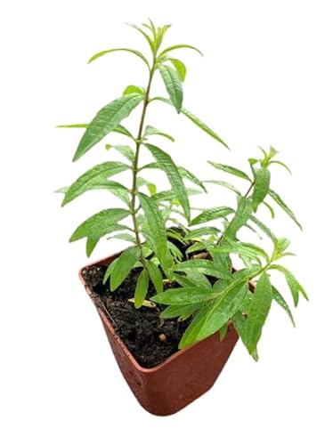 Hierbaluisa Natural Planta Aromática y Medicinal para el Jardín