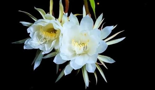 Night Blooming Cereus Live Plant Ships Without Pot