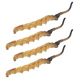 IMIKEYA 4stücke Cordyceps-Modell Zum Spielen Requisiten Für Vorgetäuschte Ärzte Modell Der Chinesischen Medizin Auslagen Für Asiatische Geschäfte Dekorationen Für Traditionelle Medizinläde