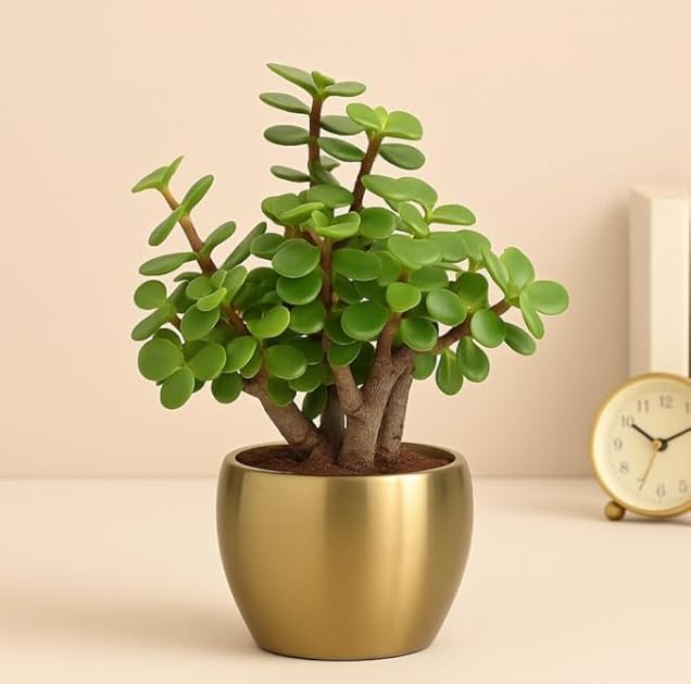 Good Luck Jade Plant with Pot - Office Table or Home Decor (Metal Pot)-image-7