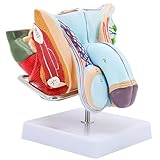 Lebensgroßes Modell der Hodenanatomie mit 4 abnehmbaren Teilen und 72 Anzeigen, hochpräzises männliches Fortpflanzungssystem für den Unterricht