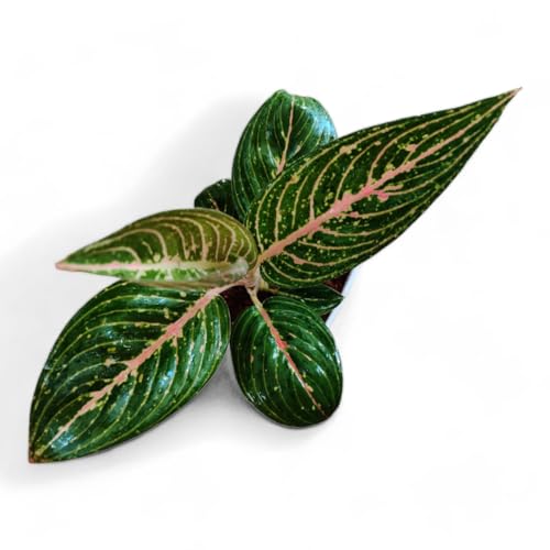See full amazon price history chart for plant store Aglaonema Rotundum Tiger Rare Variety, Live Indoor Plant plant store Aglaonema Rotundum Tiger Rare Variety, Live Indoor Plant (B0CGHML6DL) Amazon Price History, Amazon Price Tracker