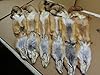 Red Fox Hide #1 Tanneds Furs Pelt Trapping Taxidermy Crafts USA #2